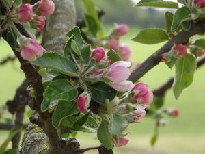 Le printemps est la