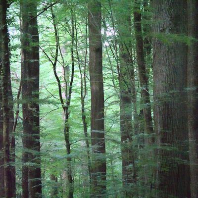 Les forêts de la Sarthe en mai 
