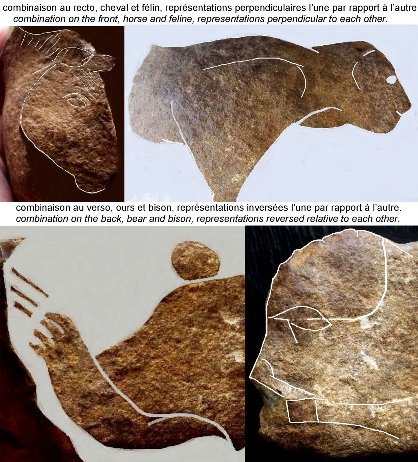 combinaison animaux aurignacien paléolithique