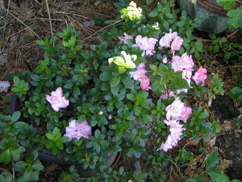 Azalée blanche poudrée de rose...