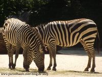 Zwergflusspferd, Warzenschwein, Nasenbär, Brillenpinguin, Zebras, Tahre, Panzernashorn