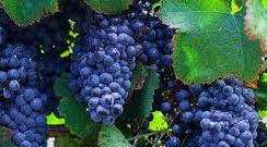 #Tannat Wine Producers Virginia Vineyards