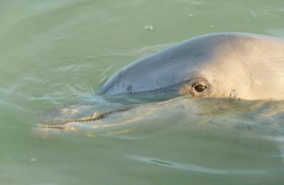 SHARK BAY