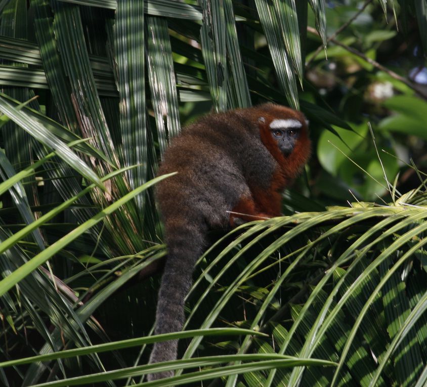 Album - Bataburo-lodge