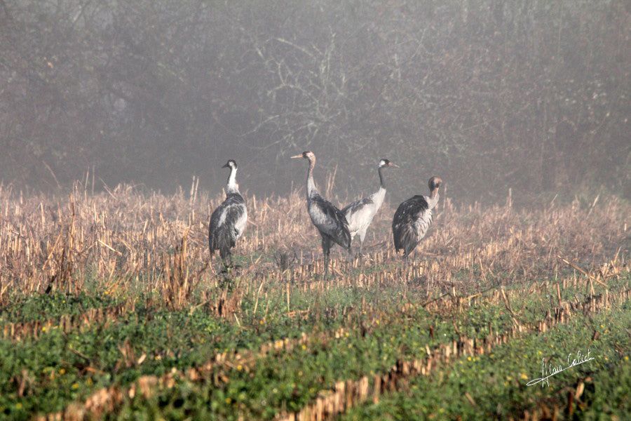 Grues cendrées