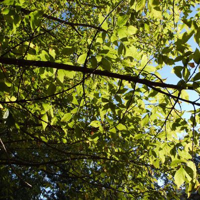 Branches au soleil.