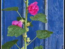 La rose trémière contre le portail bleu ...