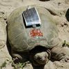 Des tortues  wi-fi