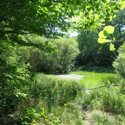 Mare dans la forêt de Saint Germain (2/2) 