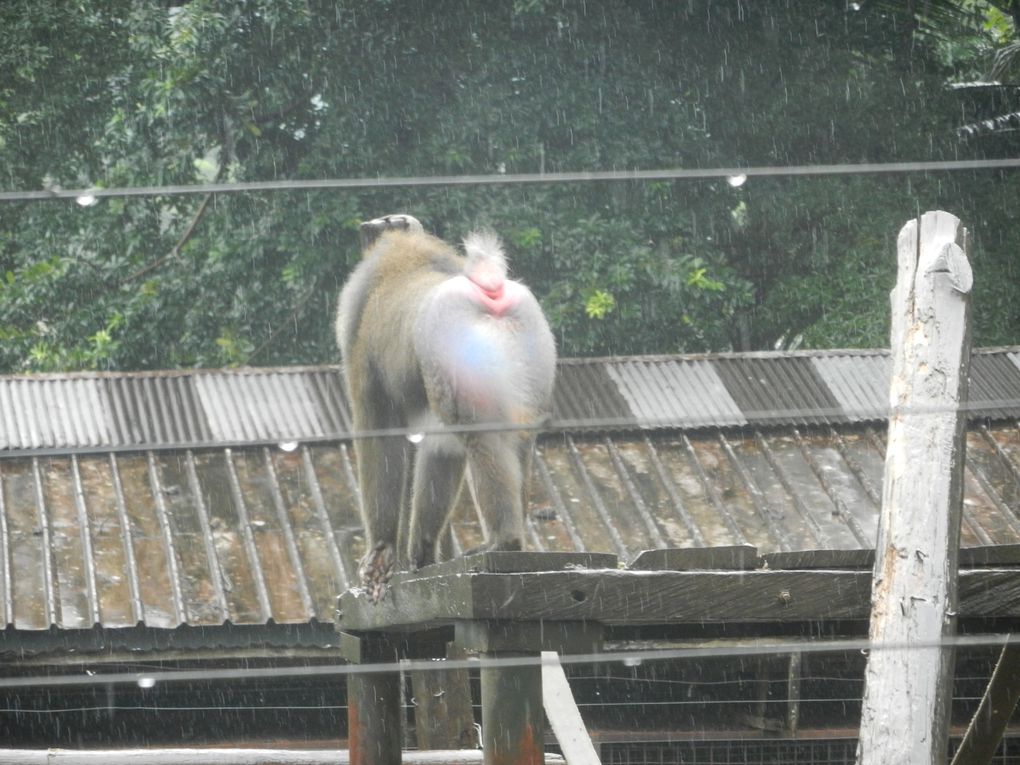 Limbé et ses plages, son parc botanique, son centre de la faune, son activité. Buea base pour le Mont Cameroun et le pont M'Fundi base pour le Nigeria