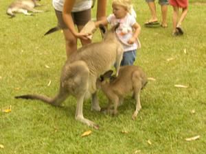 Hier die zweite Ladung an Bildern vom Australia Zoo sowie brandneu von der Lone Pine Koala Sanctuary - enjoy!!!!