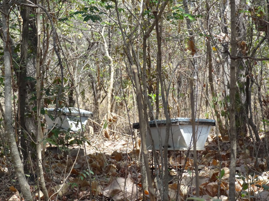 l'apiculture c'est béton!