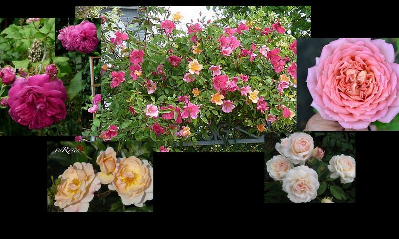 le massif Mutabilis
