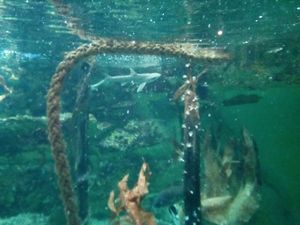Le grand aquarium de Saint Malo