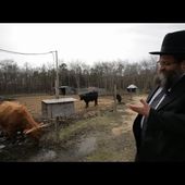 ISRAEL:...1 millions $ offert pour une vache rousse nécessaire pour le service au futur 3e Temple - MOINS de BIENS PLUS de LIENS