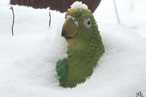 Green Bird