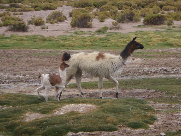 Album - sud-lipez-en-4x4