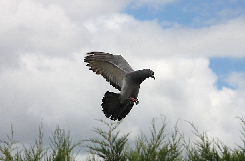 Ce que dit Franck:
Voici l'arrivée de mes pigeons de falaise du 150712 
Je n ai pas fait de bons résultats cette saison mais ces quelques photos sont un plaisir de colombophile quelque soit le résultat