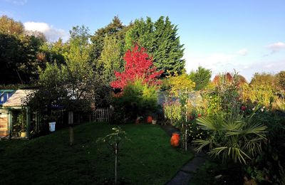 Couleurs d’automne aux hortillonnages d'Amiens  