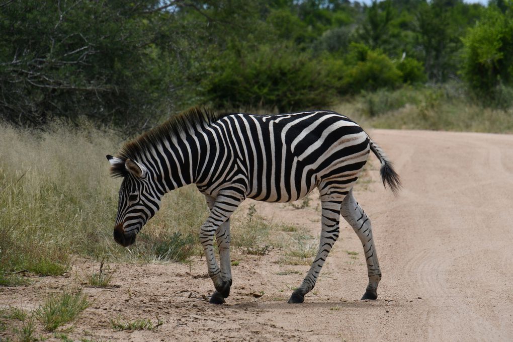 Parc Kruger: de Lower Sabie à Skukusa