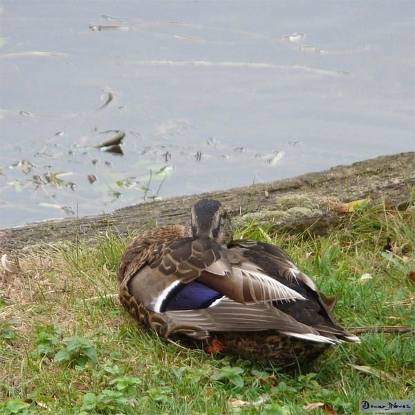 Au hasard de mes promenades.. des petites bêtes ou des grosses, sauvages ou domestiques.