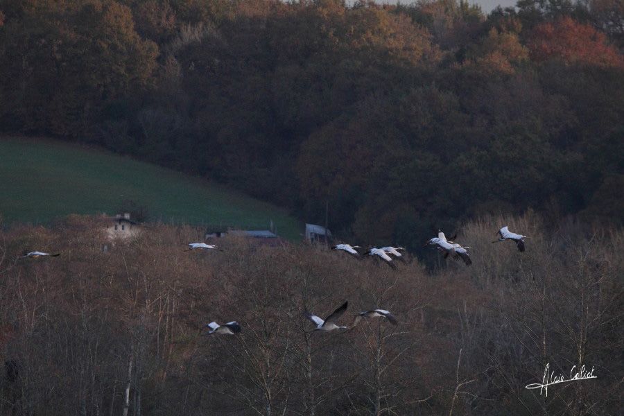 Grues cendrées