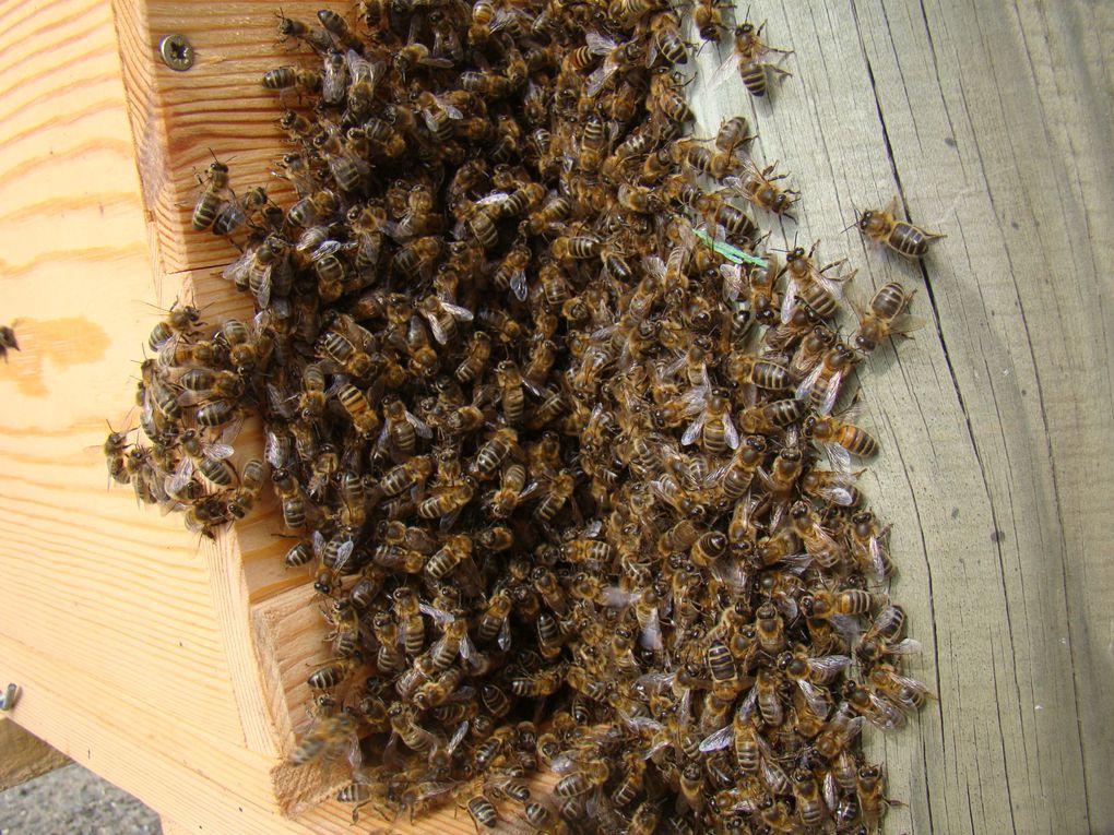 Essaim d'abeilles posé sur une borne de sécurité en bord de route entre la voie routière et la voie cyclable! Face au Collège du Pinier à MELLE! Gloubs!!!