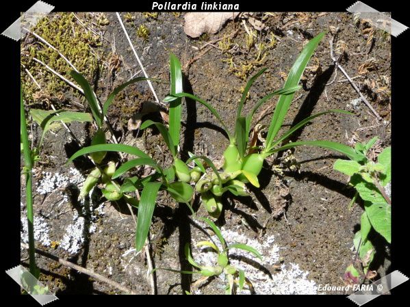 Orchidées indigènes de la région de Temascaltepec dans l'état de México au Mexique.