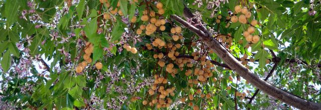 22 - Le Margousier un arbre qui sait tout faire