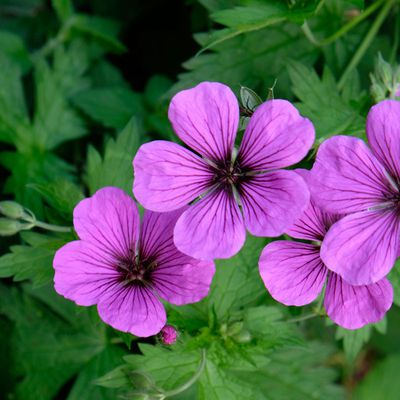 Au Jardin de Liliane le 8 Juin 2017 - 1