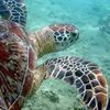 Suivons les tortues vertes du plateau des Guyanes.