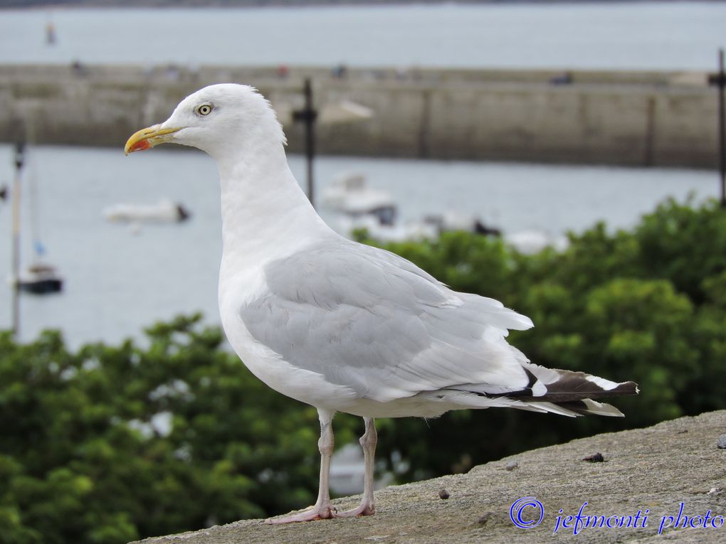 st malo 