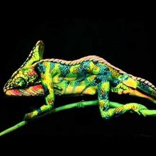 Chameleon