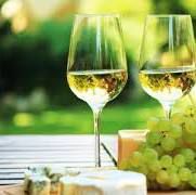 Sauvignon Blanc Producers Auckland Region  Vineyards New Zealand