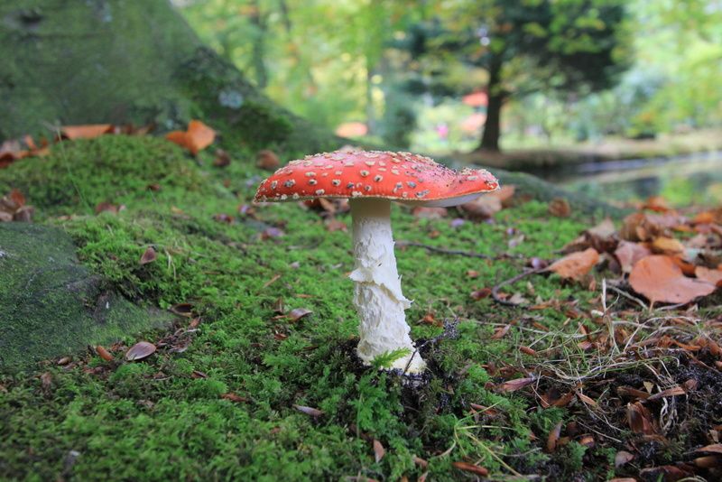 Champignons - Amanites tue-mouches