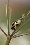 Petite chenille de machaon