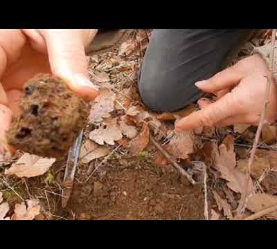 Les Truffes : Un Trésor Gastronomique à Découvrir