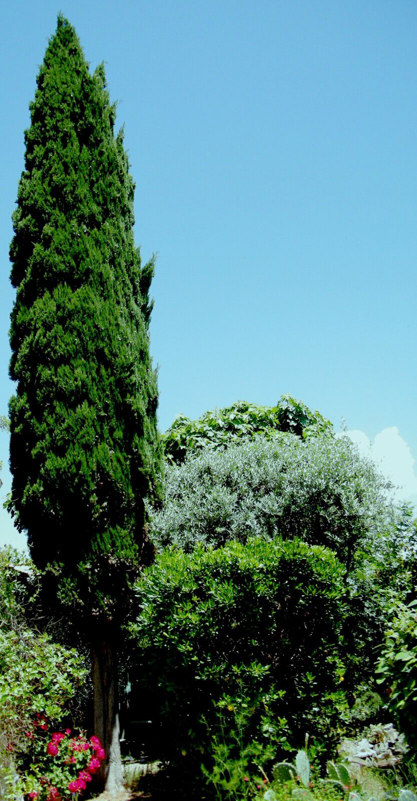 Tonalités de verts au jardin.Cyprés de Venise (20m), à doite oranger du mexique, olivier de provence et figuier de Soliés. Photo Pierre-Jean Bernard, une des sélectionnées.  