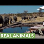 Surprise visit from wild elephants drink from pool