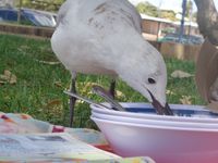  Nos début dans Western Australia