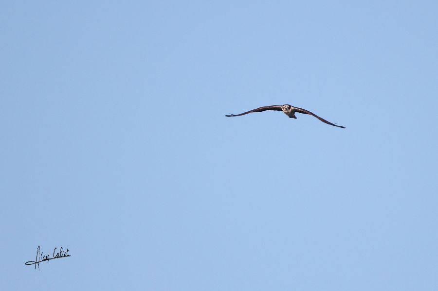 Balbuzard pécheur à Ondres et au marais d'Orx