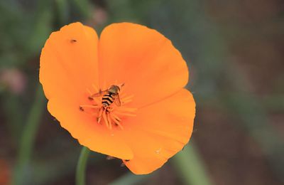 Vus dans mon jardin, insectes en vrac