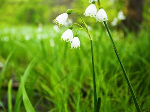 La Flore de Strandja