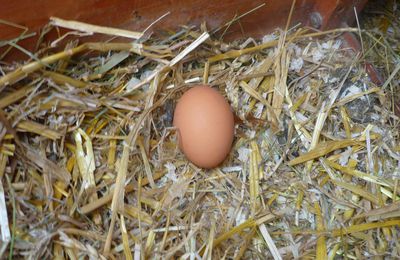 La fête de la poule à Bruxelles