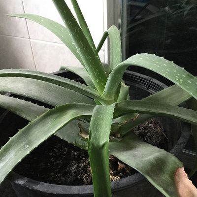 L'Aloe Vera pour les écorchures et coupures
