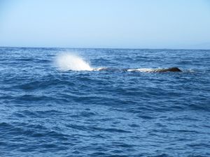 - Voici Tutu, le cachalot (Giant Sperm Whale) - Merci à Augustin, notre plus jeune sponsor âgé de tout juste un an ;)