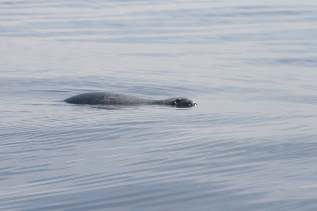 Album - Baleines-du-St-Laurent