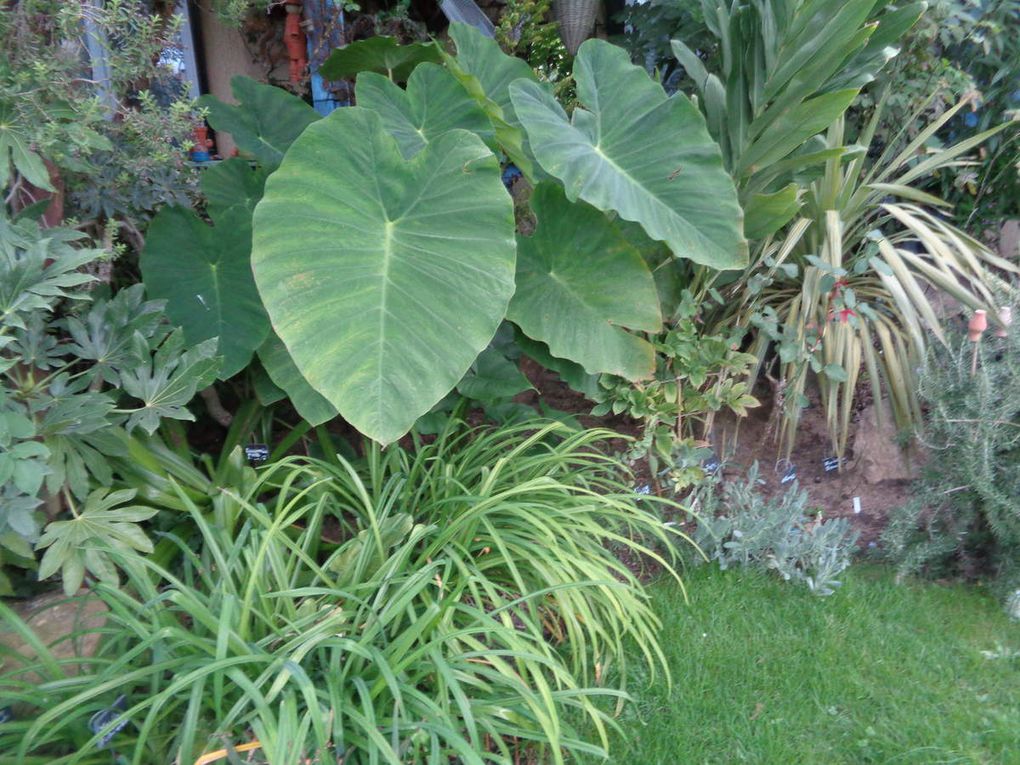 Mon jardin Le Clos fleuri en octobre 