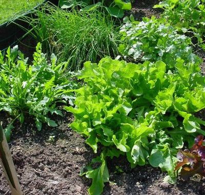 Au jardin en octobre