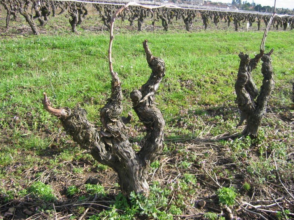 GORGES: vin blanc Nantais, Haut de gamme du Val de Loire